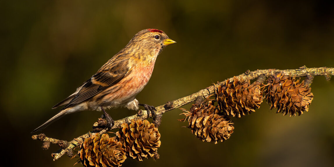 1st – Redpoll on Cones By Stephen Simcox