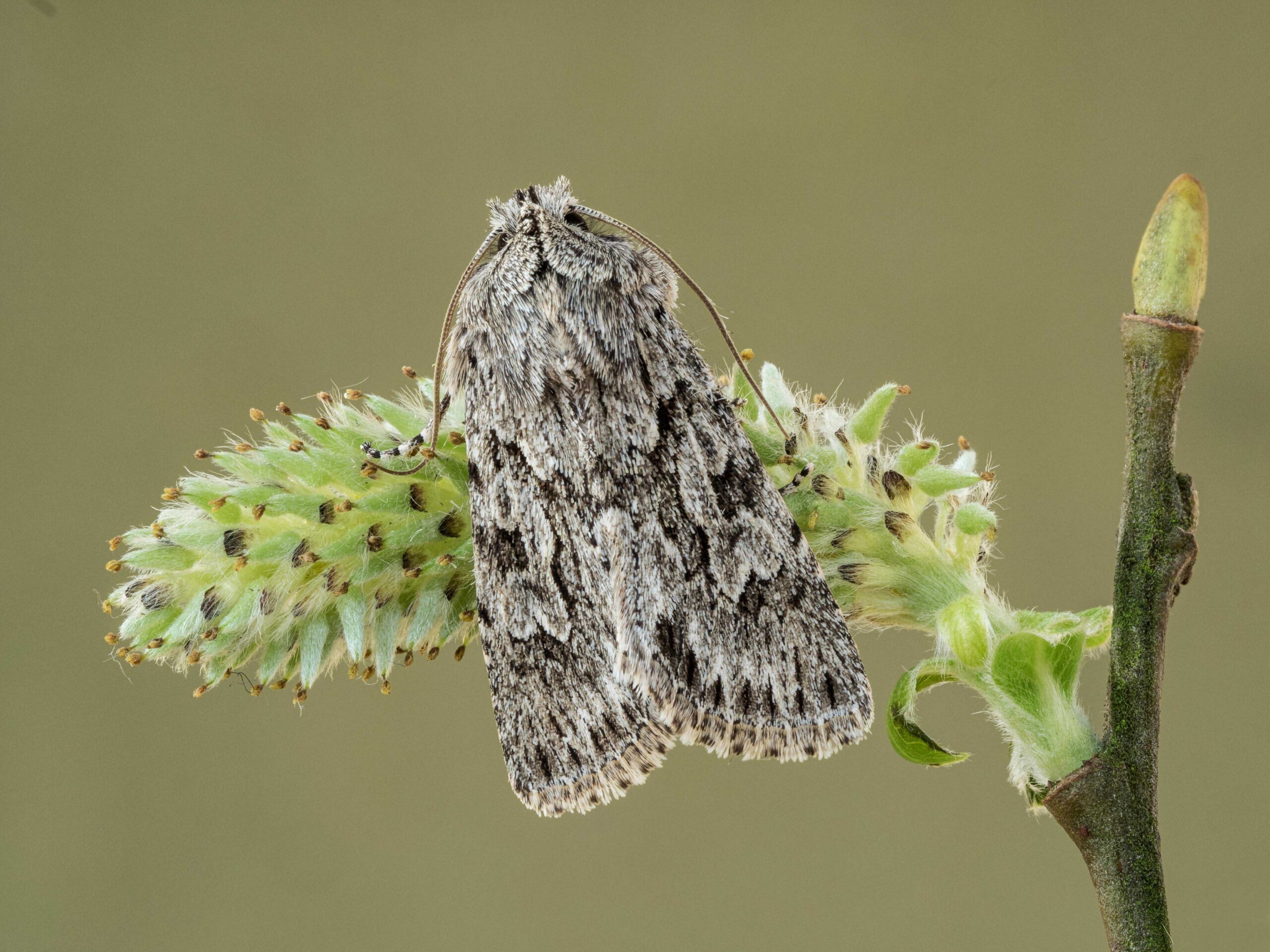 Natural History Image of the Year - Early Grey on Willow by Alan Hartley