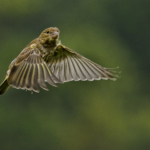 Com – by David Bourne