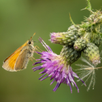 hales hall Cheadle stoke on trent 2nd - by Les Beardmore DPAGB BPE 4*