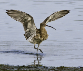 by Richard Bryant – CPAGB, BPE1*