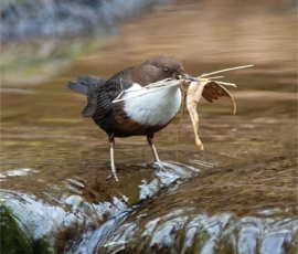 by Richard Bryant – CPAGB, BPE1*