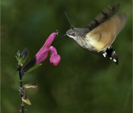 by Richard Bryant – CPAGB, BPE1*