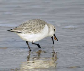 by Richard Bryant – CPAGB, BPE1*