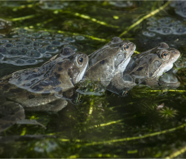 by Richard Bryant – CPAGB, BPE1*