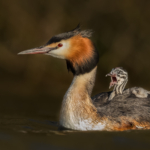 HC By Les Beardmore DPAGB BPE4