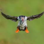 Com By Les Beardmore DPAGB BPE4