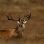 2nd By Les Beardmore DPAGB BPE4