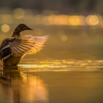 By Les Beardmore DPAGB BPE4