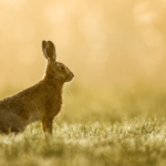 HC By Les Beardmore DPAGB BPE4