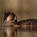 3rd By Les Beardmore DPAGB BPE4