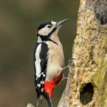 HC By Les Beardmore DPAGB BPE4