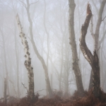 com by Irene Stupples