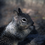 3rd by Steve Copeland