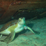 HC by Steve Copeland