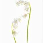 C – Companions by Irene Stupples