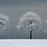 C – Frosty Trees by Kathy Lord