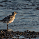 3rd – Grey Plover by Richard Bryant