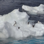 1st – Penguin Paradise by Chris Lord