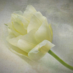2nd – Tulip Textured by Christine Lovatt