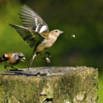 1st Bramling & Chaffinch by Dave Bourne