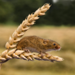 Harvest Mouse by Dave Bourne