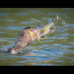 Cormorant With A Pike