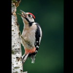 Greater Spotted Woodpecker by Dave Bourne
