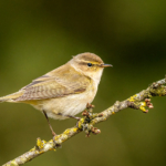 C – Chiff Chaff by Steve Simcox