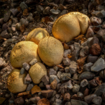 C – Common Earthball Fungi by Stephen Simcox