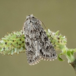 Natural History Image of the Year - Early Grey on Willow by Alan Hartley