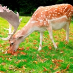C – Fallow Deer by Alan Lovatt
