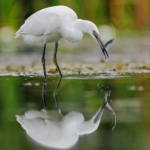 1st – First Catch of the Day by Ian Smith