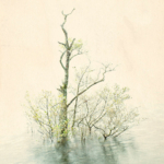 Tree mist water