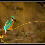Kingfisher