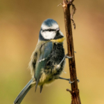 C -Moulting Blue Tit by Alastair Gorton