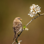 HC Redpoll On Blossom by Steve Simcox