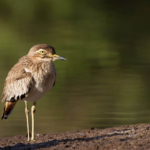 HC – Senegal Thick Knee by Alan Hartley