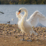 HC – Swan Warning by Alan Lovatt