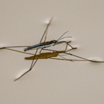 3rd – Water Boatman by Richard Bryant