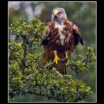 Advanced PDI of the Year 2025 HC
Red Kite by David Bourne