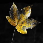 Intermediate Print of the Year 2025 3rd Place Autumn Gold by Mick Perry