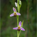 Advanced PDI of the Year 2025 2nd Place.
Bee Orchid by Irene Stupples