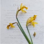Decay of the Daffodil by Christine Lovatt Commended