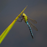 Advanced PDI of the Year 2025 3rd Place.
Emperor Dragon Fly by Richard Bryant