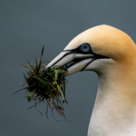 Advavced PDI of the Year 2025 3rd Place. Gannet with Nesting Material - Richard Bryant