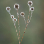 Advanced PDI of the Year 2025 Com -Globe Thistle Seed Heads by- Irene Stupples