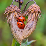 Intermediate Print of the Year 2025 - Com - Loving Ladybirds by John Richards