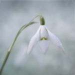 Snowdrop by Irene Stupples 2nd