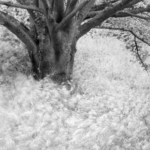 Windblown Cowparsley by Irene Stupples Highly Commended